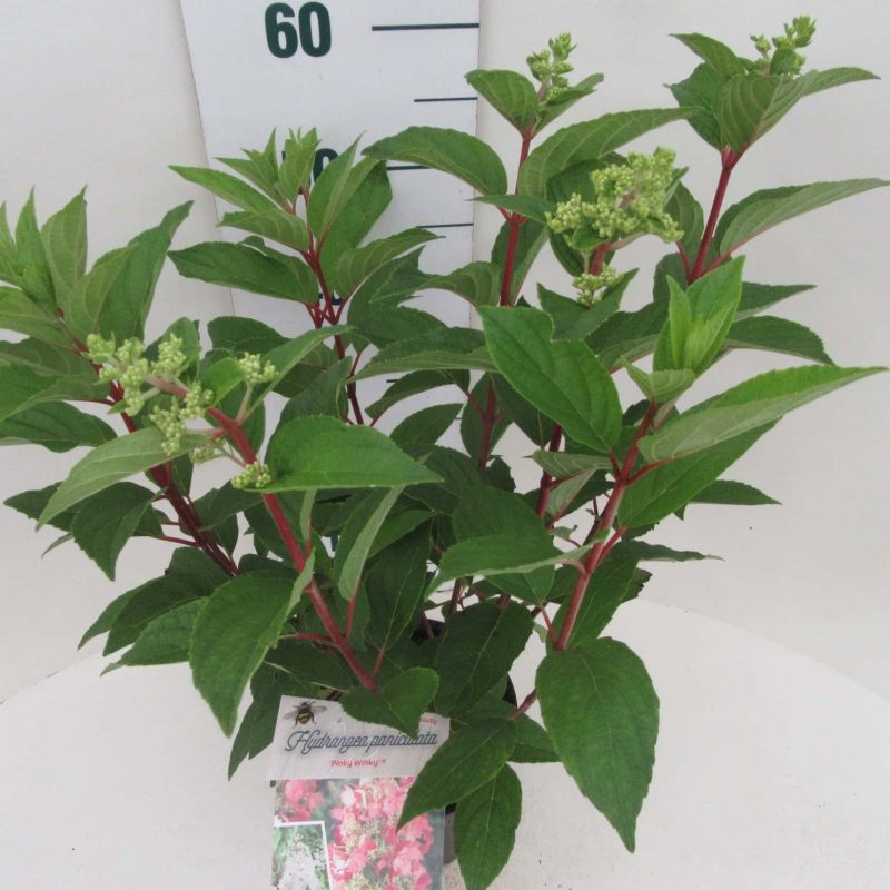 Hydrangea paniculata ‘Fraise Melba' ® - Afbeelding 2