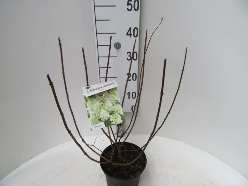 Hydrangea paniculata ‘Early Harry'®