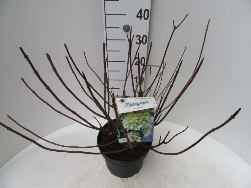 Hydrangea paniculata ‘Silver Dollar’ - Afbeelding 2