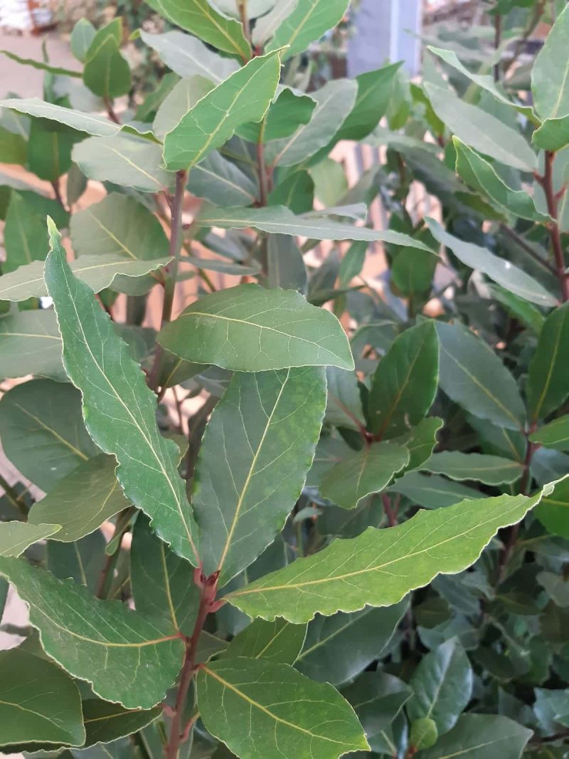 Laurus Nobilis - Keukenlaurier - Afbeelding 2