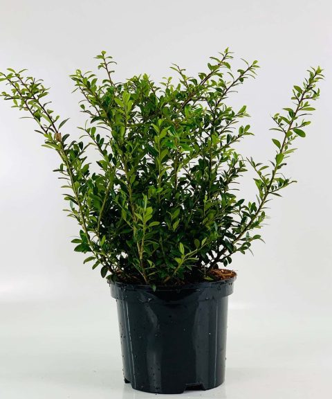 Ilex Crenata 'Green Glory'