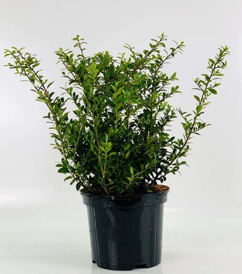 Ilex Crenata 'Green Glory'