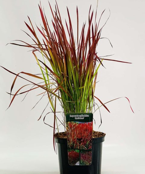 Imperata cylindrica 'Red Baron'