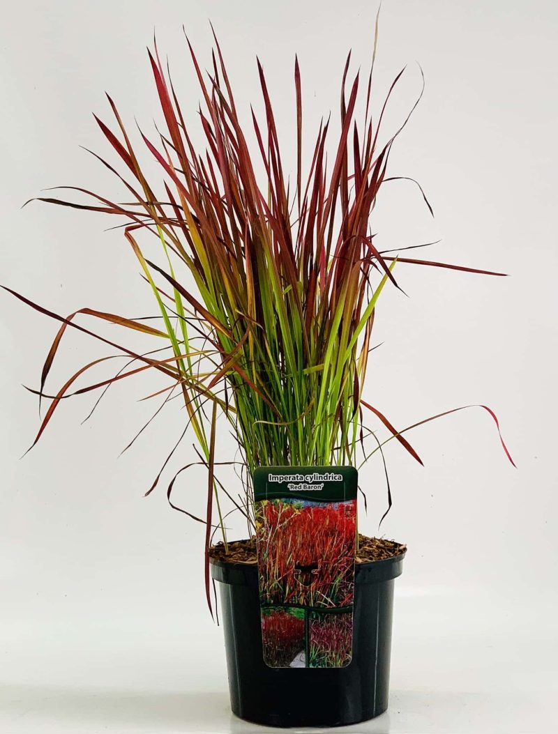 Imperata cylindrica 'Red Baron'