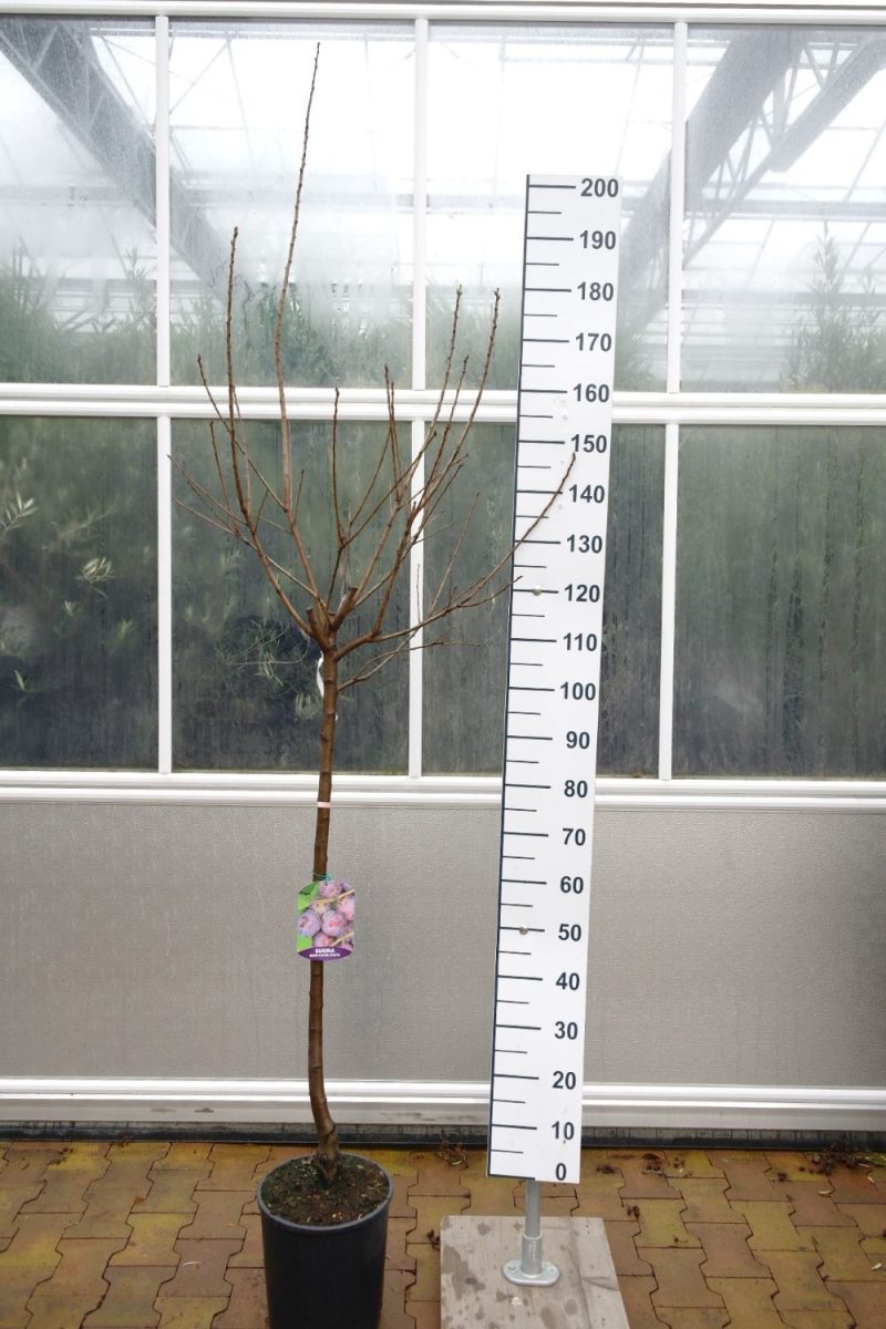 Prunus dom. 'Regina Claudia violetta' - Pruimenboom