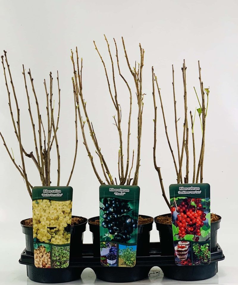 Ribes rubrum 'Witte Hollander’ - witte bes - Afbeelding 2