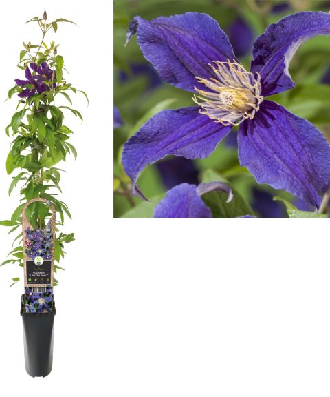 Clematis So Many 'Blue Flowers'