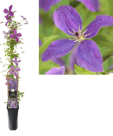 Clematis So Many 'Lavender Flowers'