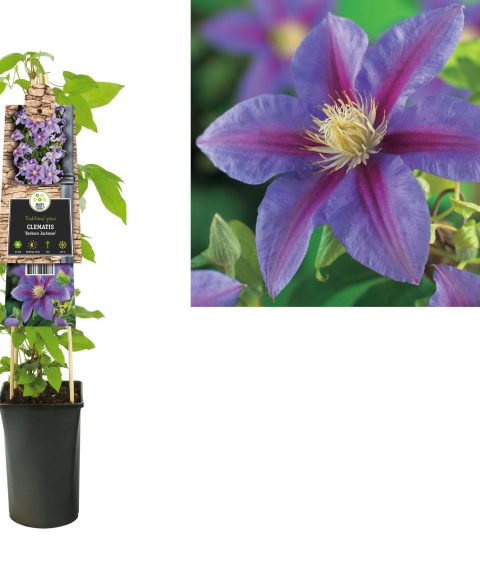 Clematis 'Barbara Jackman'