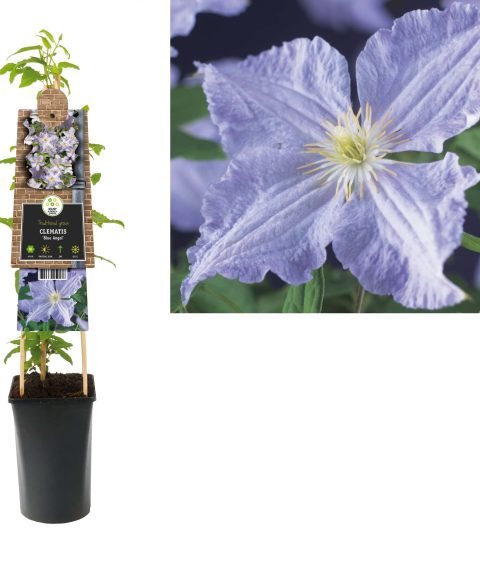 Clematis 'Blue Angel'