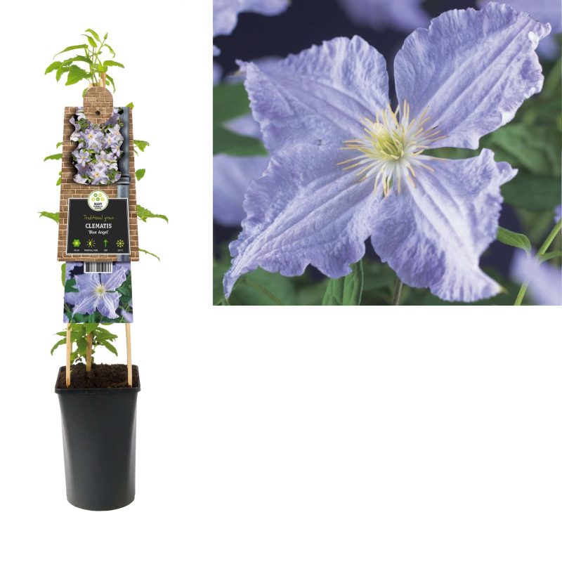 Clematis 'Blue Angel'