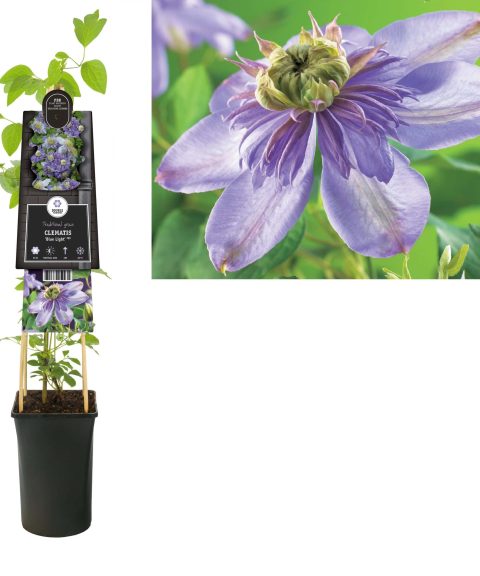 Clematis 'Blue Light'
