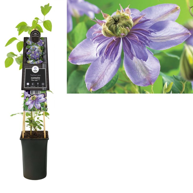 Clematis 'Blue Light'