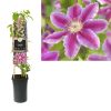 Clematis 'Dr. Ruppel'.