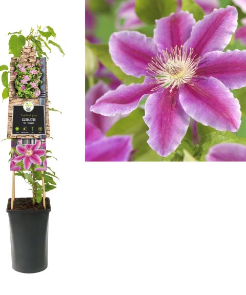 Clematis 'Dr. Ruppel'.