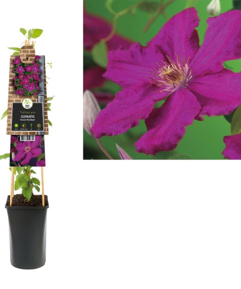 Clematis 'Ernest Markham'