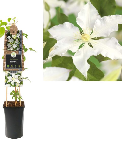 Clematis 'Gladys Picard'