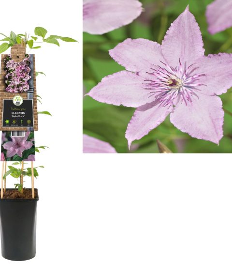 Clematis 'Hagley Hybird'