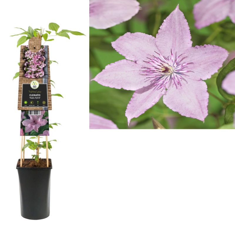 Clematis 'Hagley Hybird'