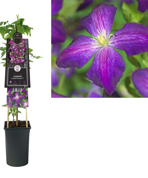 Clematis 'Jackmanii Purpurea' PBR
