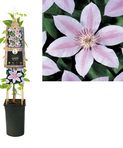 Clematis 'John Paul II'