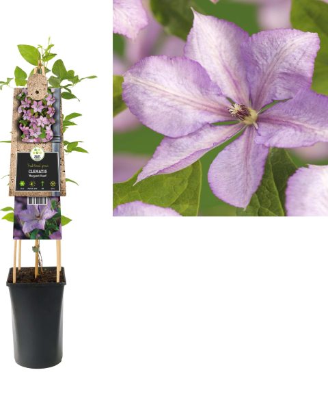 Clematis 'Margaret Hunt'
