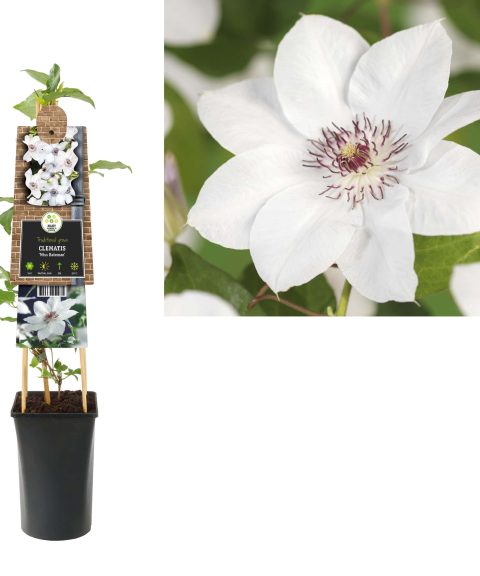 Clematis 'Miss Bateman'