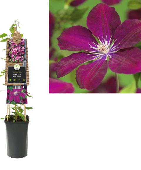 Clematis 'Rouge Cardinal'