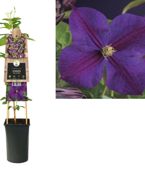 Clematis 'Star of India'