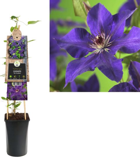 Clematis 'The President'