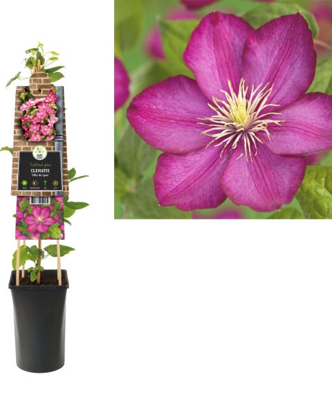 Clematis 'Ville de Lyon'