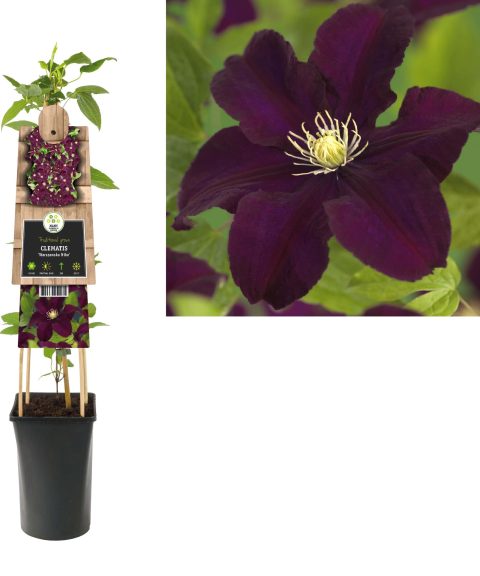 Clematis 'Warszawska Nike'