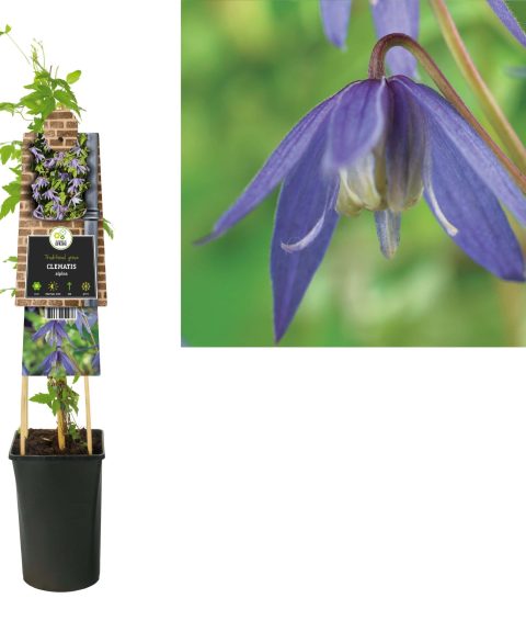 Clematis Alpina