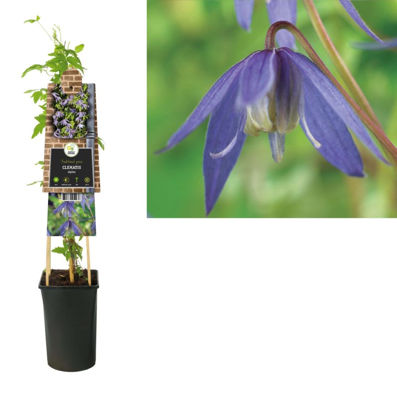 Clematis Alpina