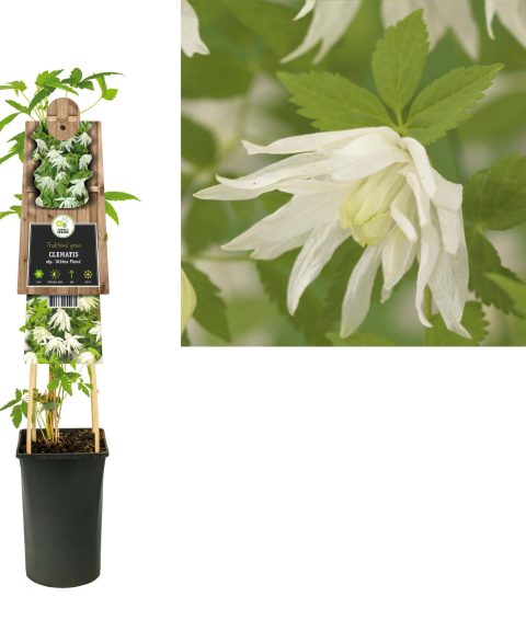 Clematis 'Alpina Ruby'
