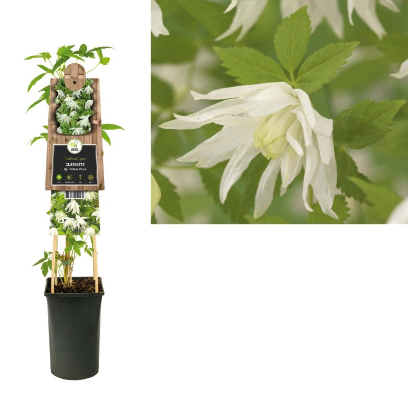 Clematis 'Alpina Ruby'