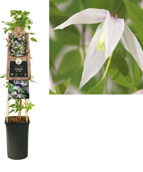 Clematis Alpina 'Willy'