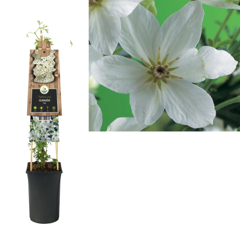 Clematis 'Joe'