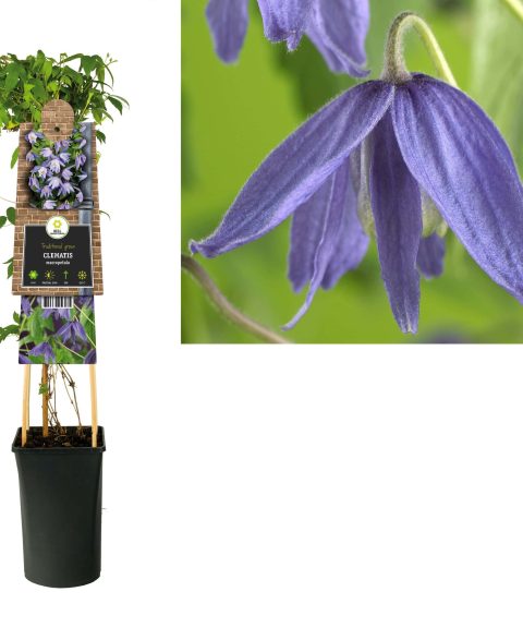 Clematis Macropetala