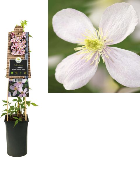 Clematis Montana 'Fragrant Spring'