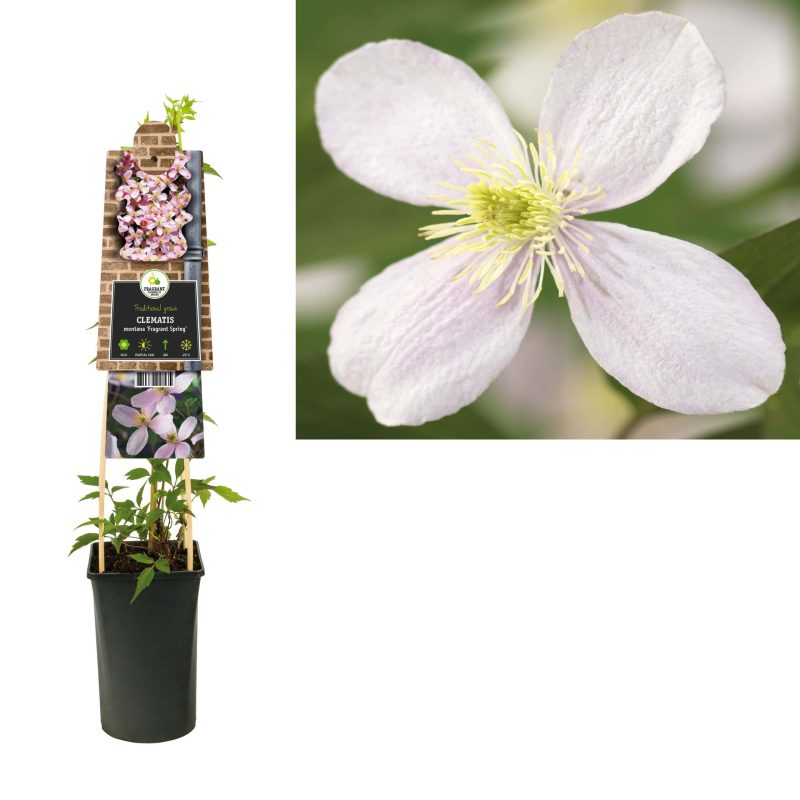 Clematis Montana 'Fragrant Spring'