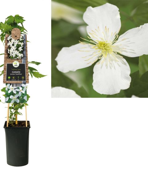 Clematis Montana 'Grandiflora'