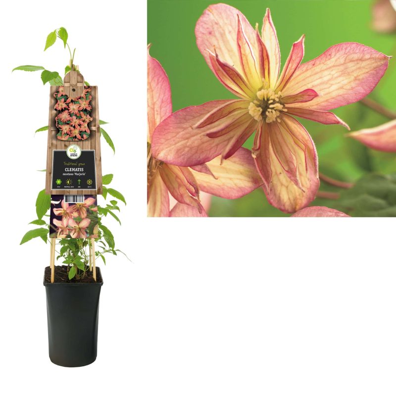 Clematis 'Marjorie'