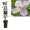 Clematis 'Pink Perfection'