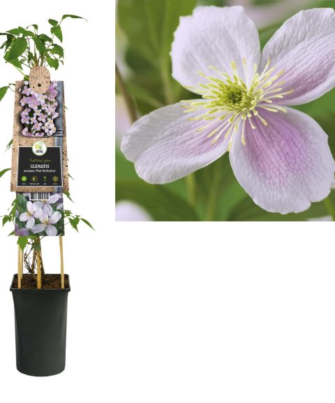 Clematis 'Pink Perfection'