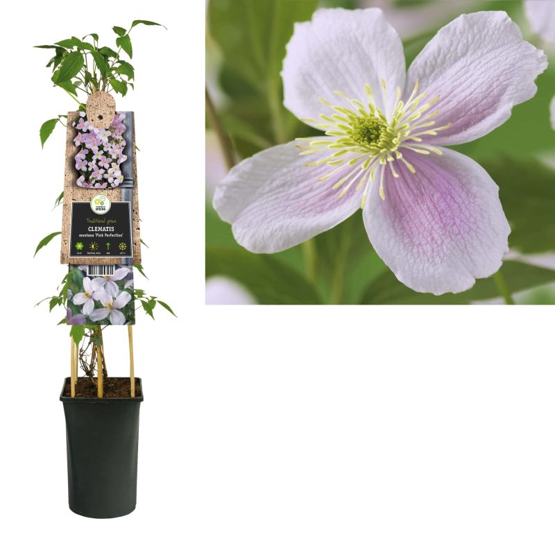Clematis 'Pink Perfection'