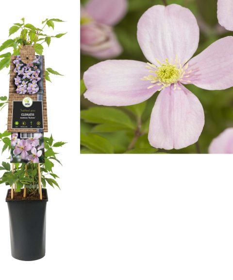 Clematis Montana 'Rubens'