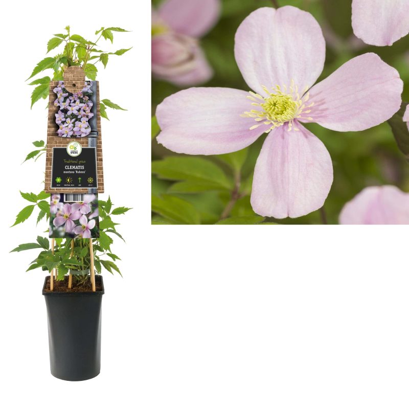 Clematis Montana 'Rubens'