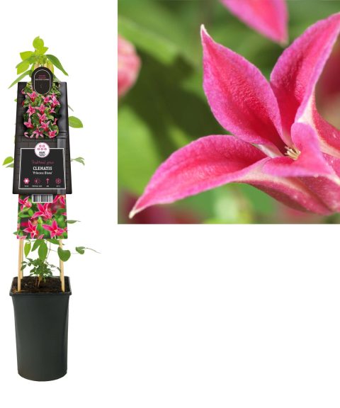 Clematis 'Princess Diana'