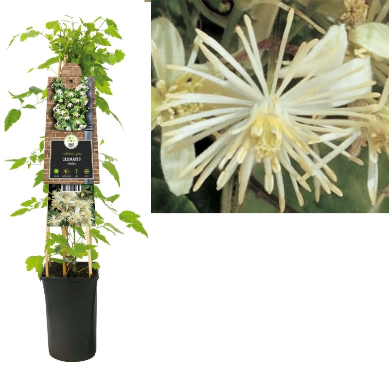 Clematis Vitalba